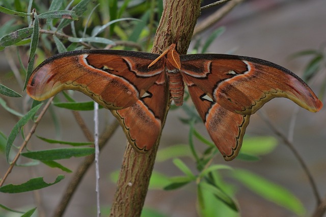 nature, butterfly, atlas moth, wing, close up, nature, atlas moth, atlas moth, atlas moth, atlas moth, atlas moth