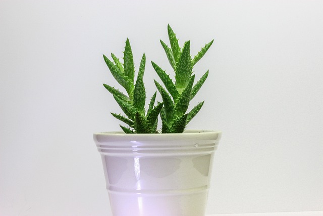 plant, cactus, green, cacti, nature, decoration, white, white base, celebration, garden, cactus, cactus, cactus, cactus, cactus