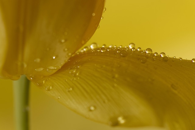 petal, tulip, dewdrop, flower, macro, botanical, plant, bloom, spring, nature, beautiful flowers, petals, flora, flower wallpaper, flower background, splash, product photo