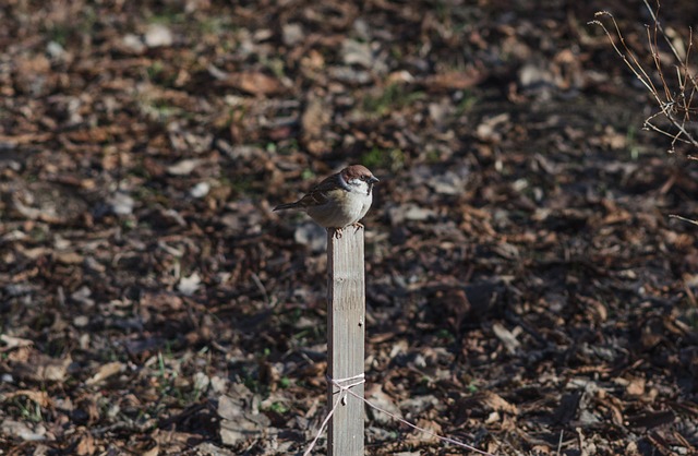 sparrow, nature, desk, bird, birdie, spring