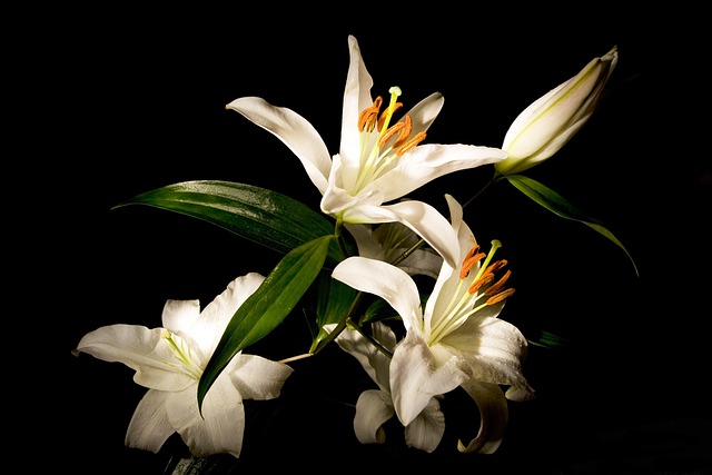 lilies, lily, white, beautiful flowers, flower wallpaper, green, black, flower, bloom, blossom, flower background, nature, summer, harmony, spring, botanical, still life, dzen