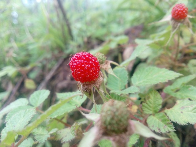 raspberry, wuyuan, division billion